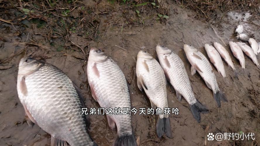 三人同時中魚_野釣爆護經歷分享_釣鯉魚視頻野釣實戰