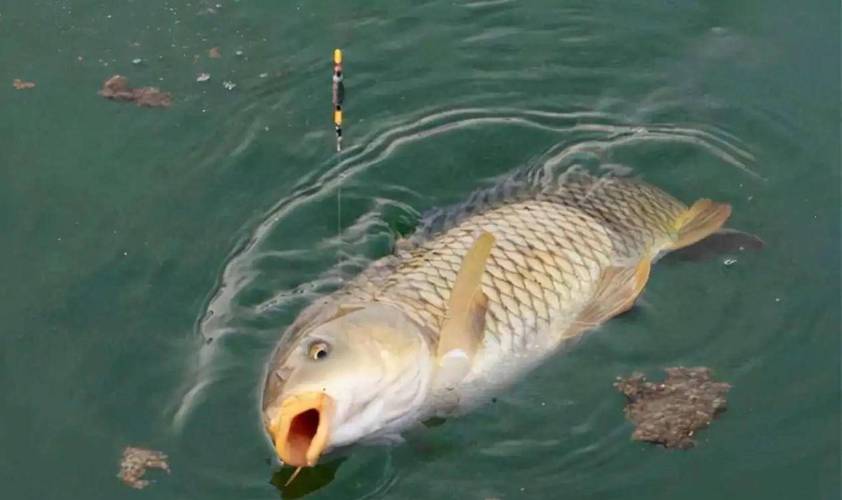 野釣鯉魚萬能公式_釣點選擇打窩養窩_釣鯉魚視頻野釣實戰
