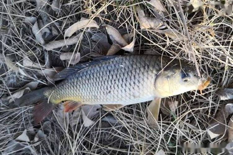 釣點選擇打窩養窩_釣鯉魚視頻野釣實戰_野釣鯉魚萬能公式