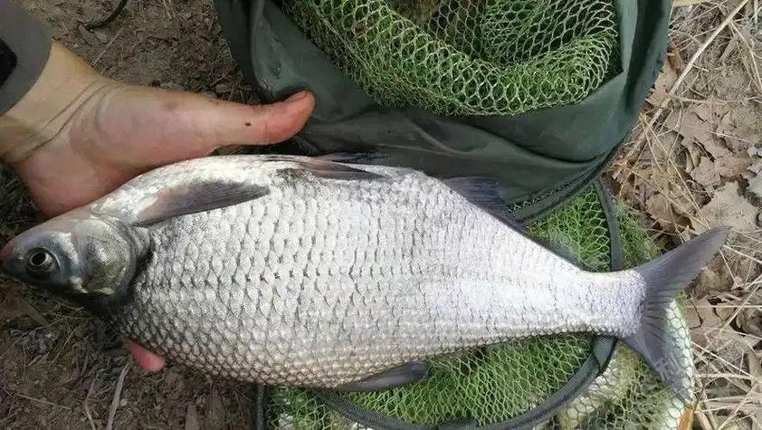 鳊魚拉餌配方及技巧_鳊魚怎么釣_四季釣鳊魚拉餌配置技巧