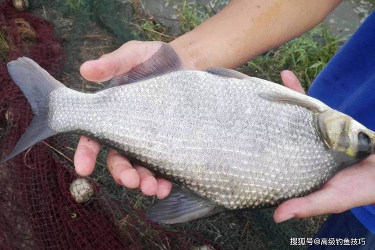 鳊魚怎么釣_四季釣鳊魚拉餌配置技巧_鳊魚拉餌配方及技巧