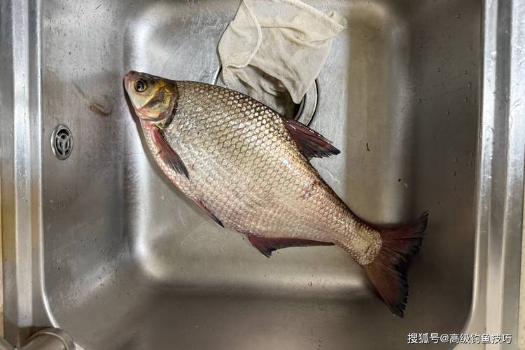 鳊魚拉餌配方及技巧_鳊魚怎么釣_四季釣鳊魚拉餌配置技巧