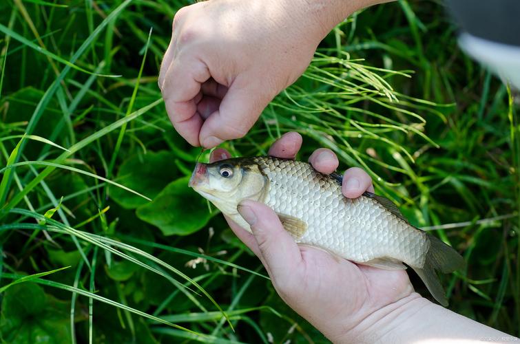 四季最佳釣魚時間_釣魚時間選擇_四月什么時候釣魚最好