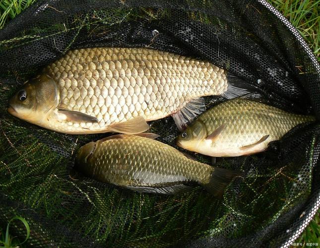四季最佳釣魚時間_四月什么時候釣魚最好_釣魚時間選擇
