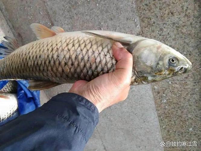 春季釣魚最佳月份_夏季釣魚技巧_四月什么時候釣魚最好