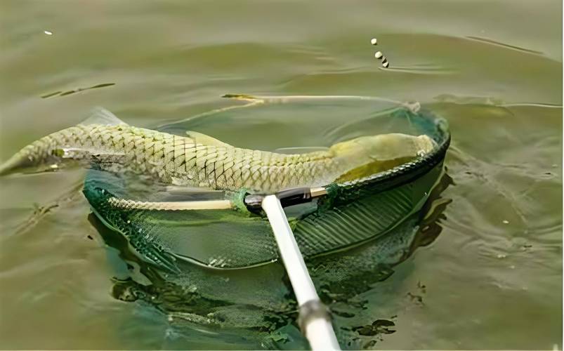 春季釣魚最佳月份_夏季釣魚技巧_四月什么時候釣魚最好