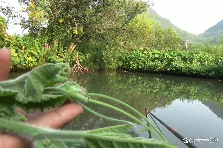 草魚蔬菜餌料配方_初秋釣草魚餌料_7月釣草魚用什么餌最好