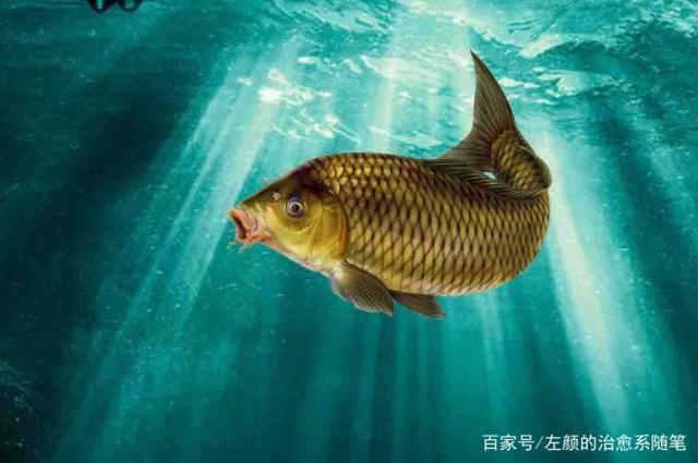 釣位選擇與窩料搭配_野釣技巧問答_夏季野釣鯉魚技巧