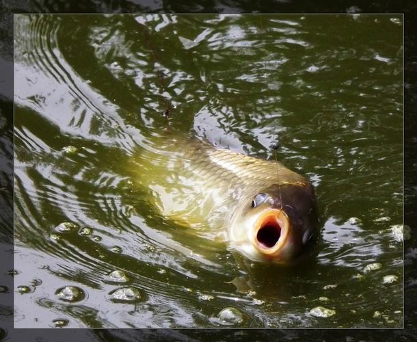 釣位選擇與窩料搭配_野釣技巧問答_夏季野釣鯉魚技巧