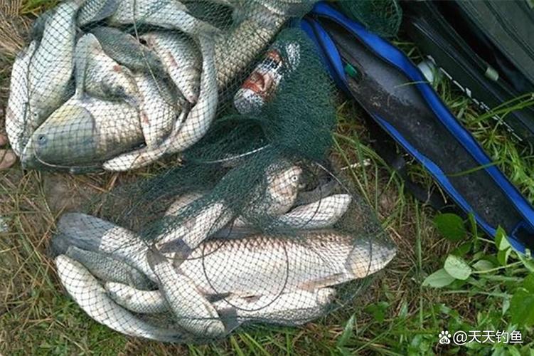 提高魚上鉤率_野釣技巧問答_野外釣魚技巧