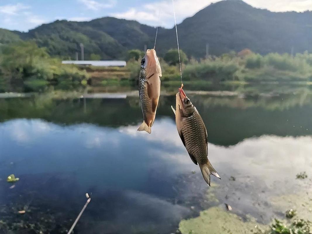 提高魚上鉤率_野外釣魚技巧_野釣技巧問答