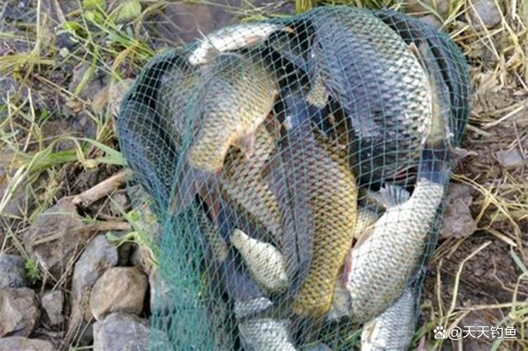 野外釣魚技巧_提高魚上鉤率_野釣技巧問答