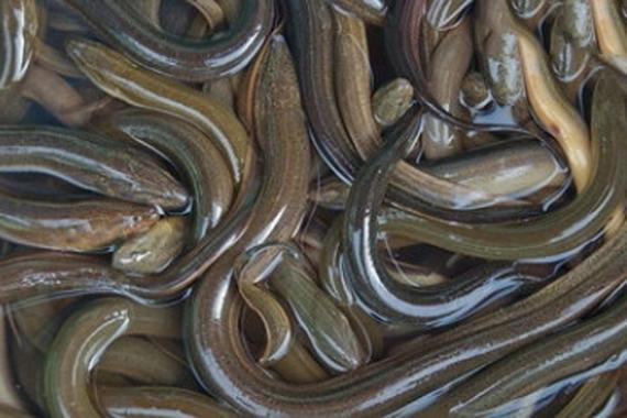 黃鱔養殖技術_黃鱔魚塘建設與管理_飼黃鱔用什么飼料