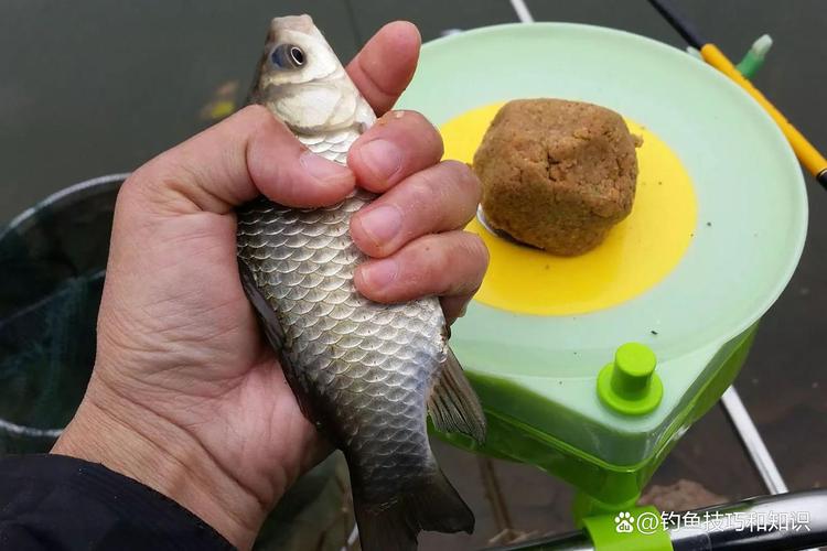 草魚餌料配方技巧_釣草魚餌料指標_深秋釣草魚用什么餌最好釣