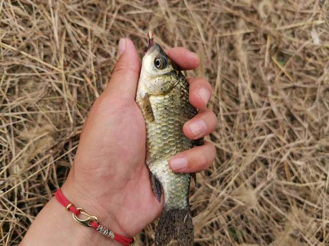 釣草魚餌料指標_深秋釣草魚用什么餌最好釣_草魚餌料配方技巧