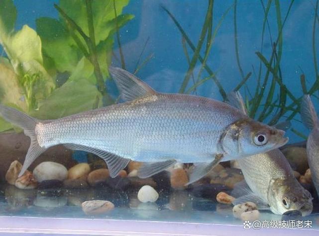 翹嘴魚名字來源_翹嘴魚介紹_翹嘴魚