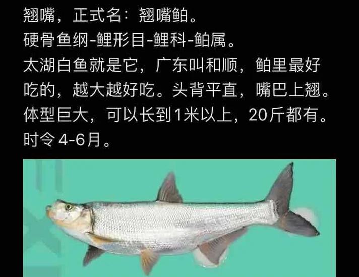 翹嘴魚名字來源_翹嘴魚_翹嘴魚介紹