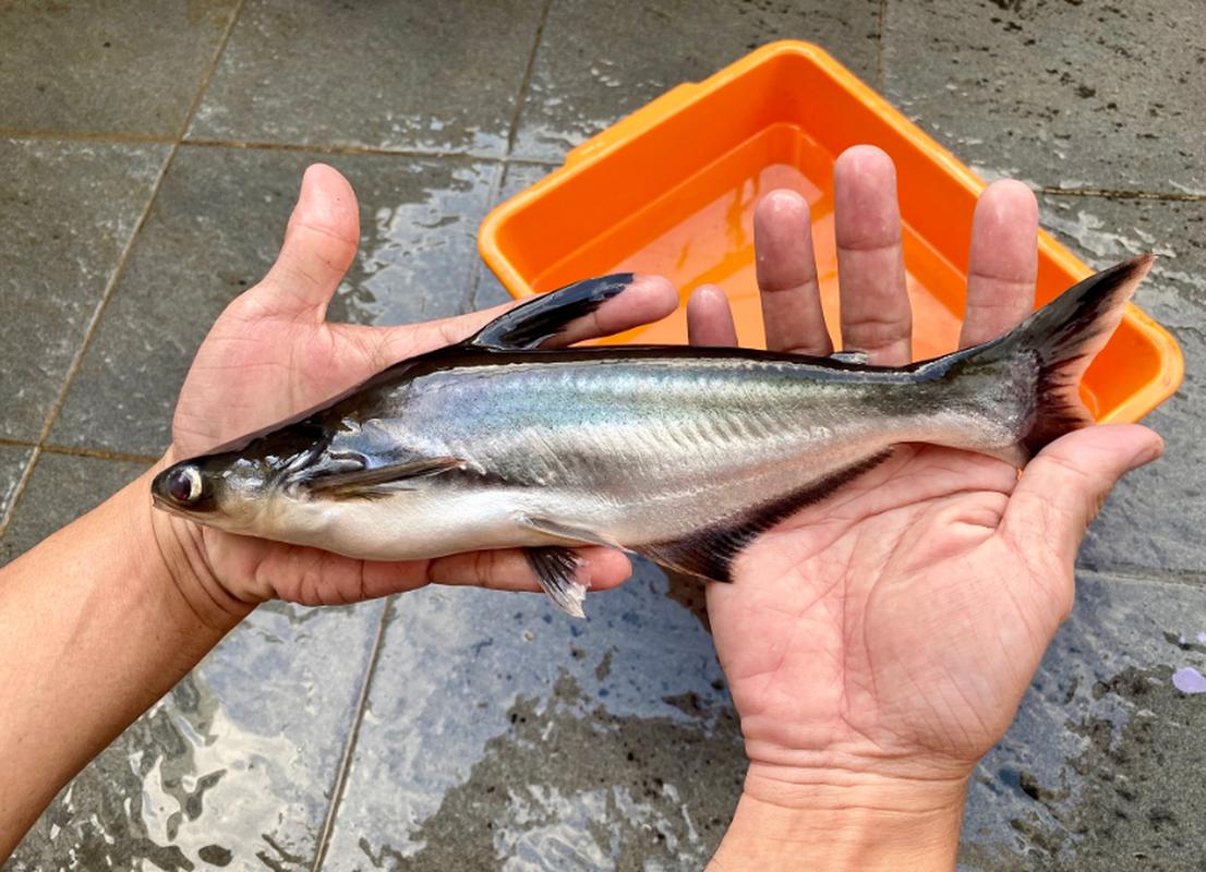 翹嘴魚名字來源_翹嘴魚_翹嘴魚介紹