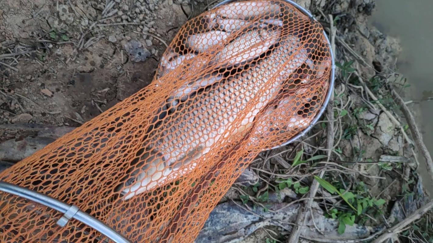 初春釣魚攻略_南方春季釣魚技巧_春季釣魚技巧
