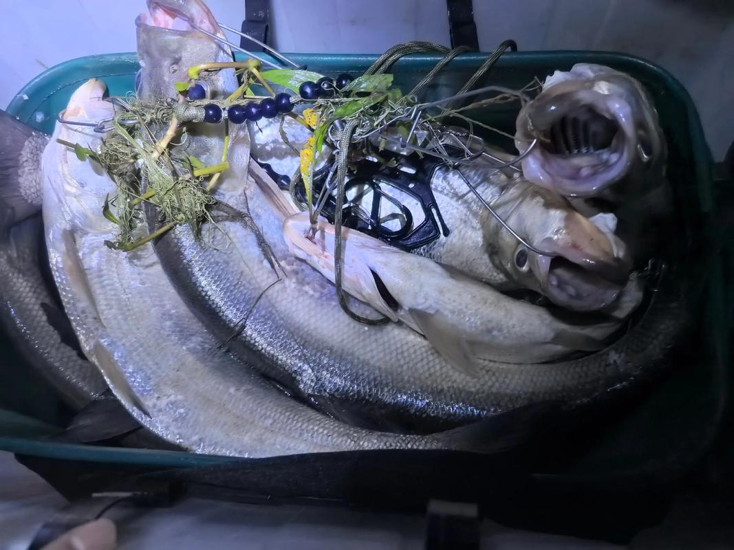 路亞翅嘴視頻野釣實戰_路亞鉤翅嘴_路亞釣翅嘴用什么餌