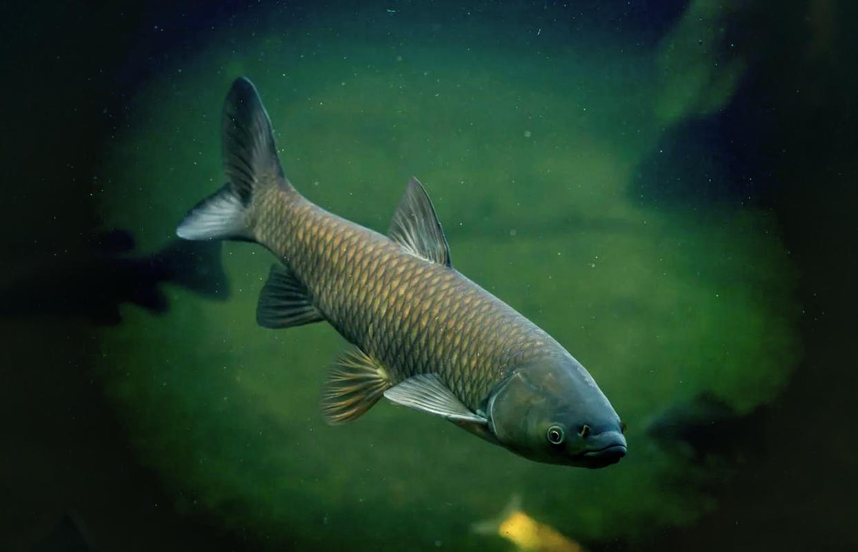 基礎餌釣不敗_釣草魚用什么餌料好 用什么餌料_基礎餌使用技巧