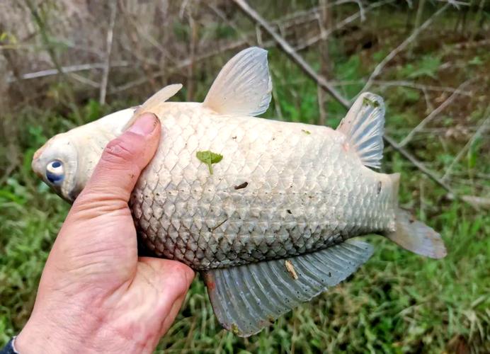 大板鯽垂釣經驗分享_釣草魚用什么餌料好 用什么餌料_釣大板鯽技巧