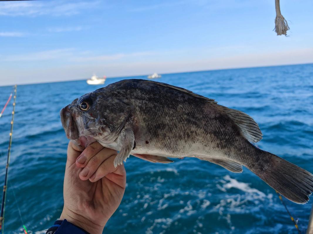 出海釣魚作文技巧_七里海河蟹釣法_出海釣魚視頻