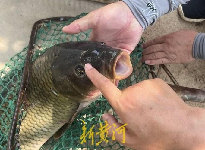 黃河鯉魚_黃河鯉魚高質養殖技術_黃河鯉魚種質資源保護