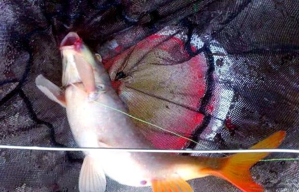 黃河鯉魚_黃河鯉魚高質養殖技術_黃河鯉魚種質資源保護