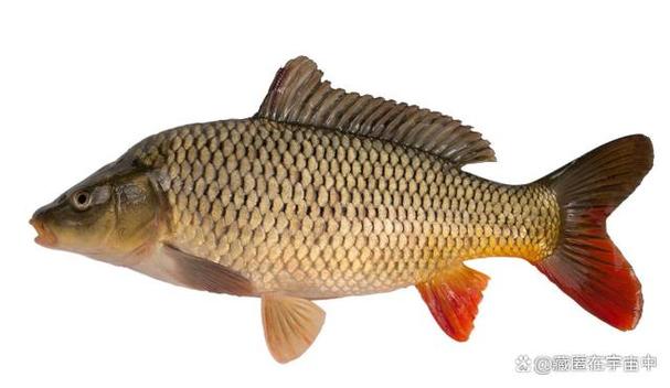 黃河鯉魚與普通鯉魚區別_黃河鯉魚特點_黃河鯉魚