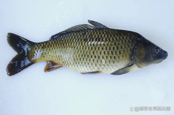 黃河鯉魚_黃河鯉魚特點_黃河鯉魚與普通鯉魚區別