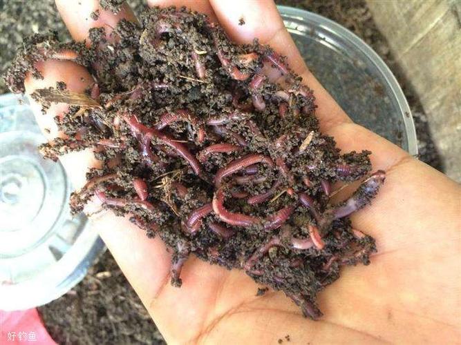 釣蚯蚓技巧_江河蚯蚓釣魚技巧_不同季節水情魚情蚯蚓餌料選擇