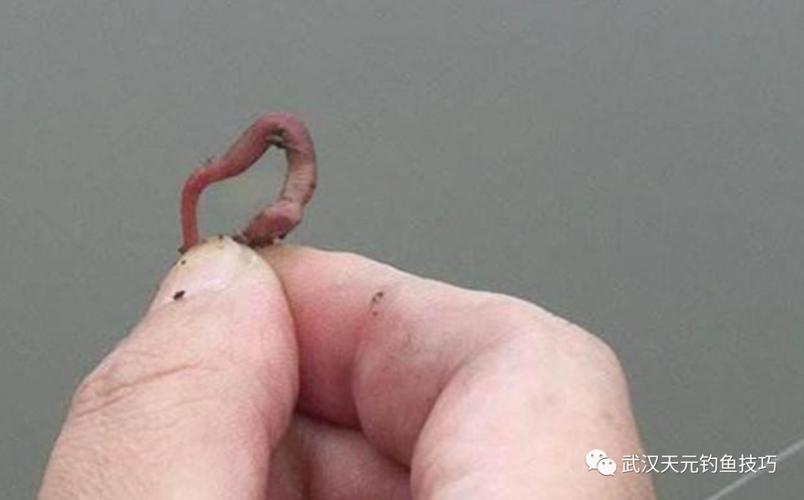 江河蚯蚓釣魚技巧_不同季節水情魚情蚯蚓餌料選擇_釣蚯蚓技巧