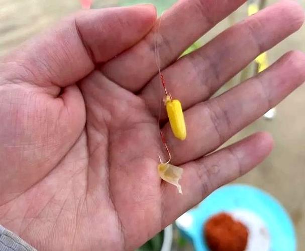 嫩玉米草魚餌料自制方法_釣草魚餌料配方_自制韭菜玉米餌
