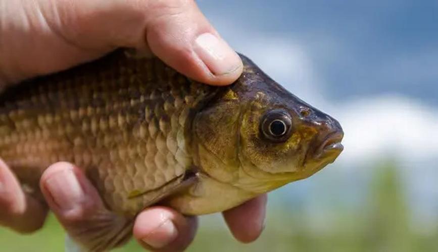 釣友分享鯽魚餌料配方_肥水魚塘釣魚技巧_肥水塘釣鯽魚技巧