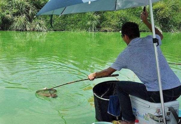 肥水魚塘釣魚技巧_肥水塘釣鯽魚技巧_釣友分享鯽魚餌料配方