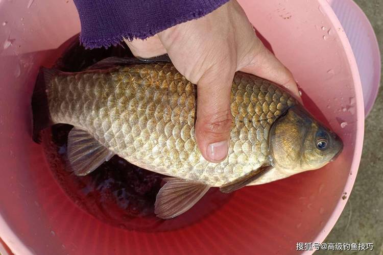 肥水塘釣鯽魚技巧_肥水魚塘釣魚技巧_釣友分享鯽魚餌料配方