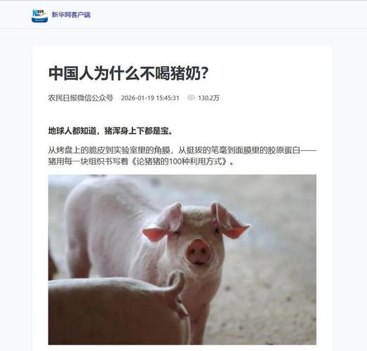 豬母奶_豬奶與牛奶的區別_豬奶營養含量