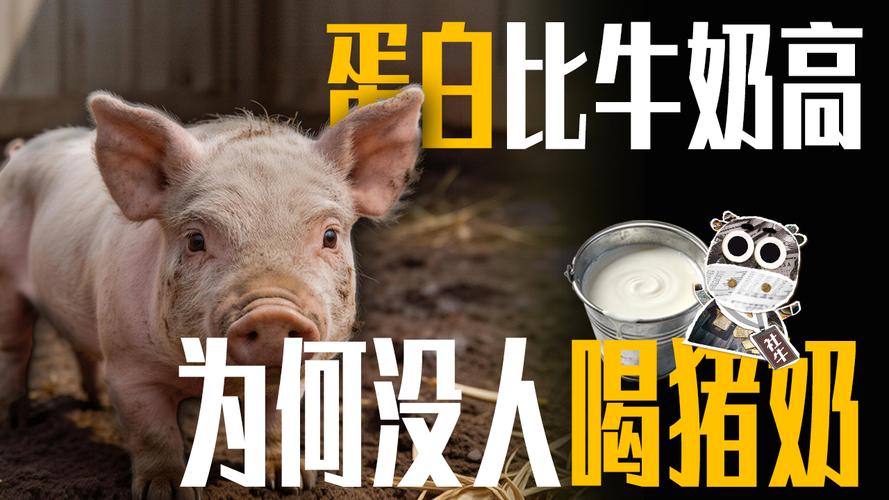 豬奶營養含量_豬奶與牛奶的區別_豬母奶