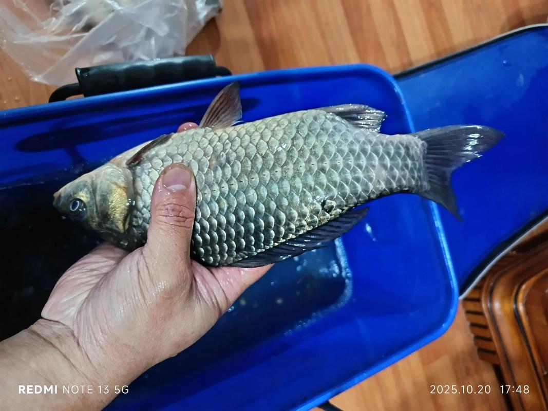 送釣魚愛好者禮物推薦_釣魚人的甜蜜負擔_釣多的魚送人勸你別送
