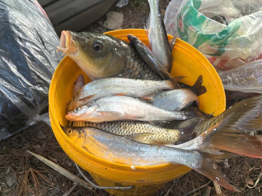 釣多的魚送人勸你別送_送釣魚愛好者禮物推薦_釣魚人的甜蜜負擔