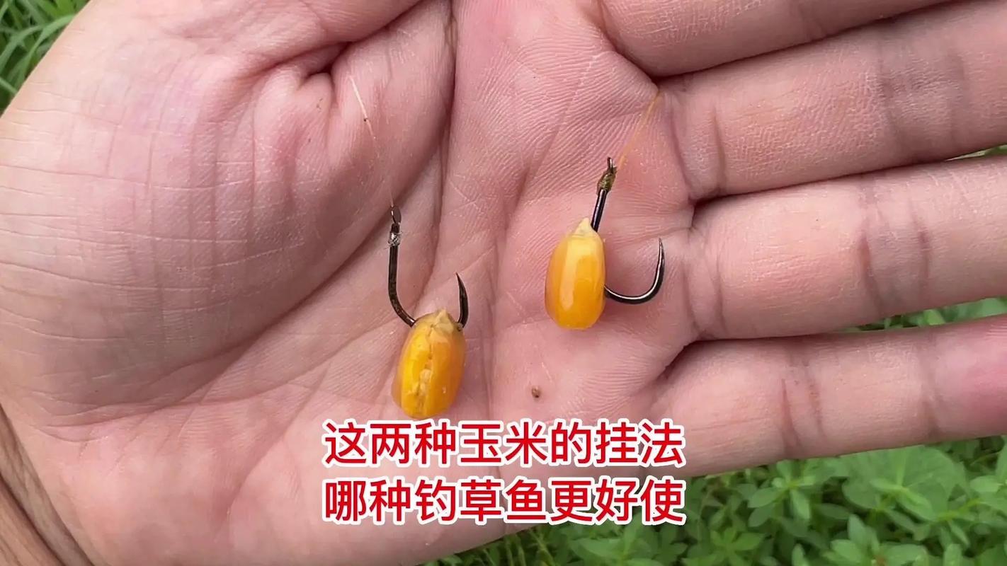 釣草魚餌料_野釣草魚餌料配方是什么_玉米韭菜大蒜餌料