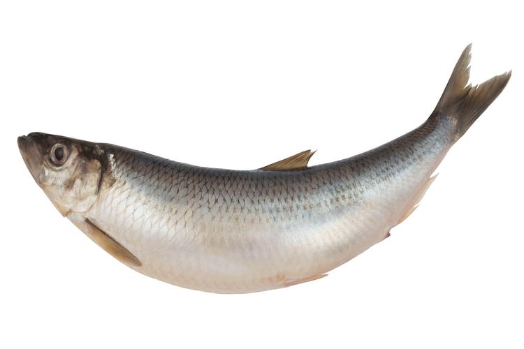 釣鯪魚技巧_鯪魚餌料配方_鯪魚怎么釣
