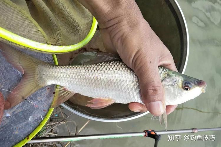 釣鯪魚技巧_鯪魚餌料配方_鯪魚怎么釣