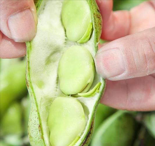 蠶豆怎么保存才新鮮很長時間_蠶豆正確保存方法_蠶豆放冰箱保存技巧