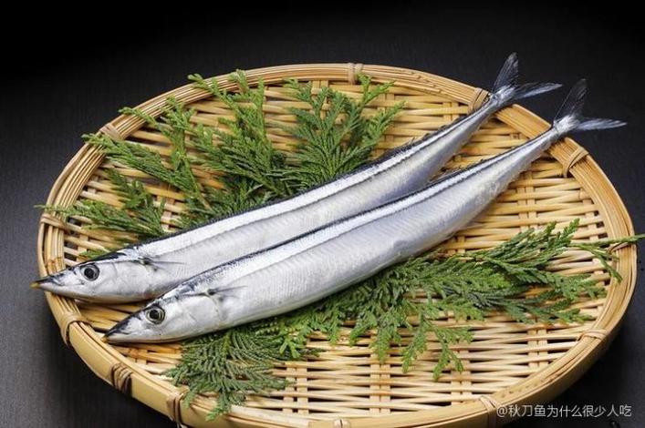 秋刀漁_秋刀魚在中國飲食文化中的差異_秋刀魚在日本飲食文化中的地位