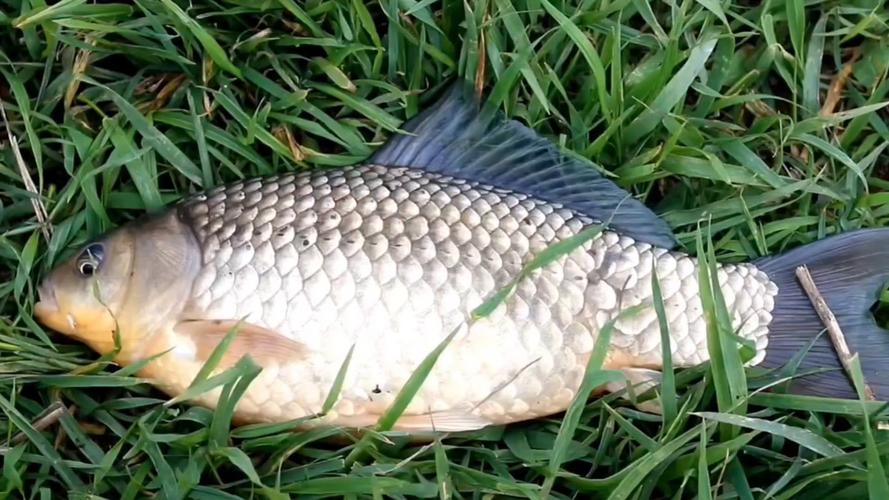 窄水面釣鯽魚技巧_冬季釣鯽魚規律_野外釣魚技巧