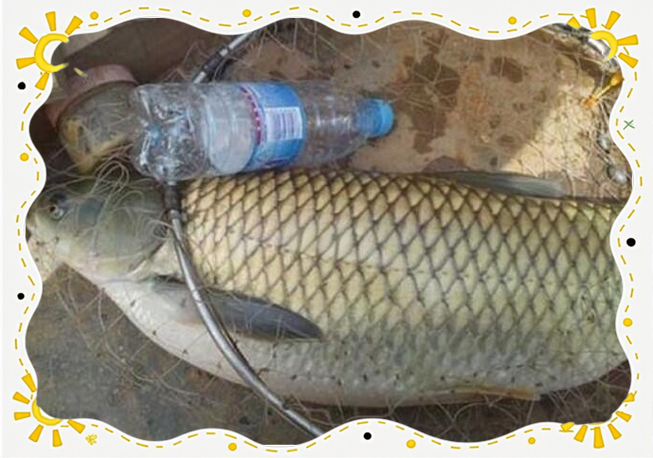 野釣草魚餌料配方法_草餌釣草魚_草魚餌配方大全野釣