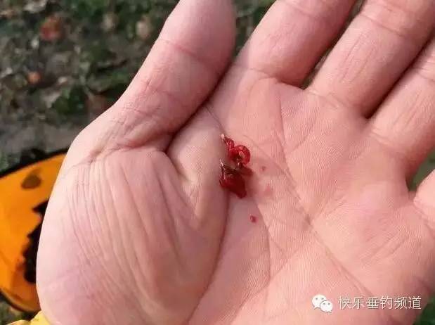 蚯蚓釣魚技巧_如何用蚯蚓調漂_蚯蚓釣魚調漂幾目最好