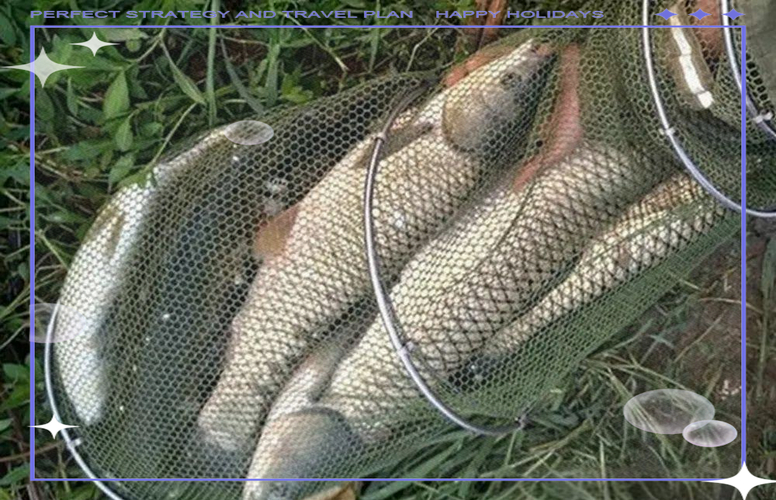 草魚用什么魚餌最好釣_深秋釣草魚方法_釣草魚最佳時間